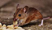 24 Hour & Emergency Exterminators in Willowcreek, OR